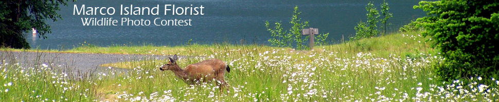 Wildlife Photo Contest