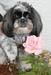 Lucy and a Rose