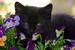 My little 'Grand Pet' playing in the spring flowers