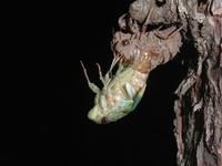 Cicada Metamorphosis