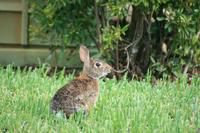 Jack Rabbit
