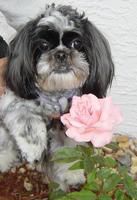 Lucy and a Rose