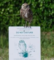 Marco Owl On Strawberry Ct.