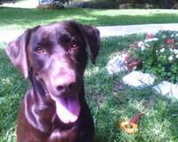 Missy Posing by the Flowers