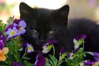 My little 'Grand Pet' playing in the spring flowers