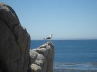 Overlooking the Pacific