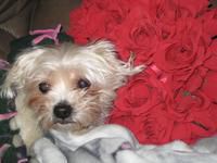 Taking Time to Smell the Roses