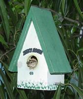 ZEEK the Frog and his house