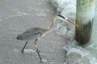 hunting for fish