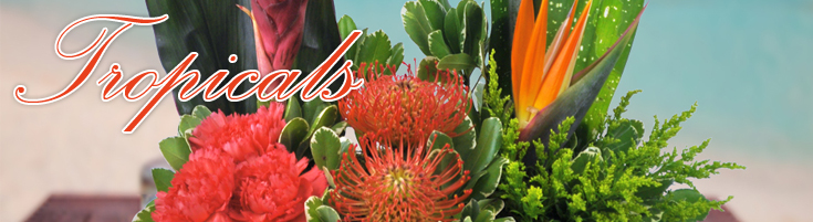 Tropical Arrangements
