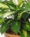 Green Plants
