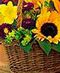 Basket Flowers