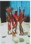 Bird of Paradise