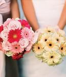 Daisy Delights