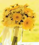 Daisy Sunshine