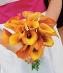 Mango Miniature Calla Lilies