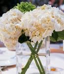 Green & White Hydrangea