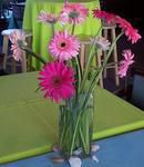 Fun with Gerberas