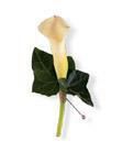 Miniature Calla