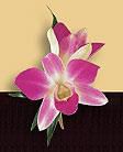 Purple Dendrobium Orchid