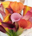 Calla Lilies in Mixed Hues