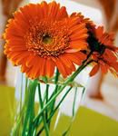 Gerbera Daisy Classic