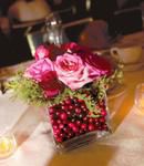 Christmas Roses