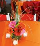 Colorful Gerbera Daisies