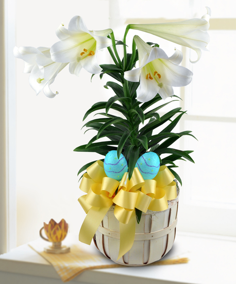 Easter Lily