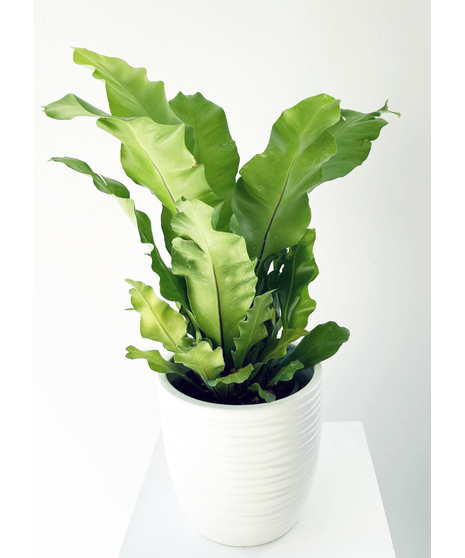 Bird Nest Fern
