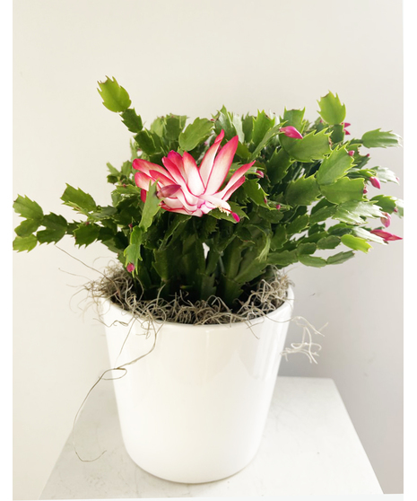 Christmas Cactus