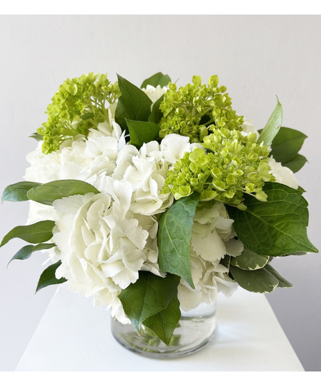 Lucky Hydrangea