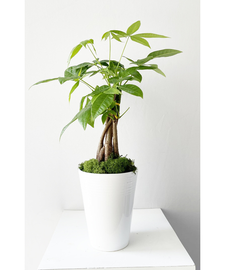 Money Tree