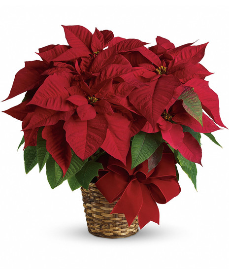 White Poinsettia