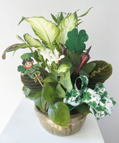 It's Your Lucky Day Dish Garden