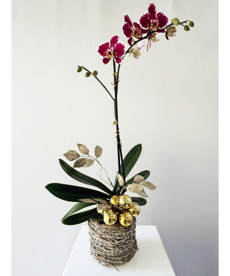 Velvet Orchid Holiday Plant