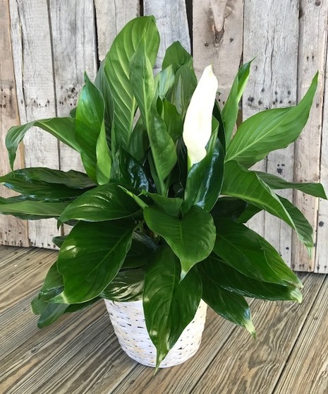 Peace lily plant in a ceramic container.