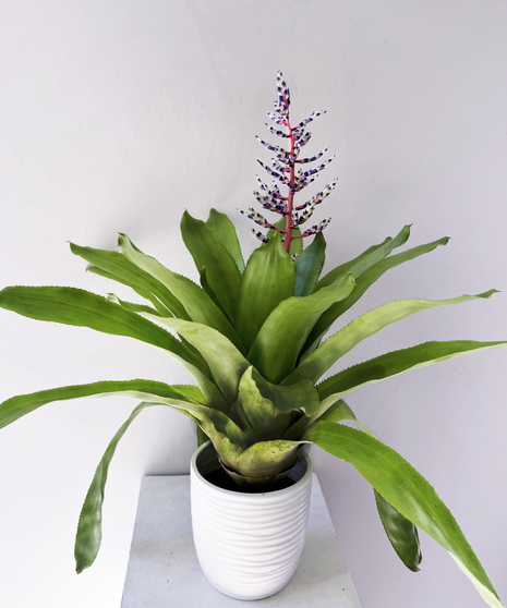 Flowering Plants