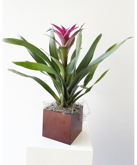 Bromeliad In Wooden Container