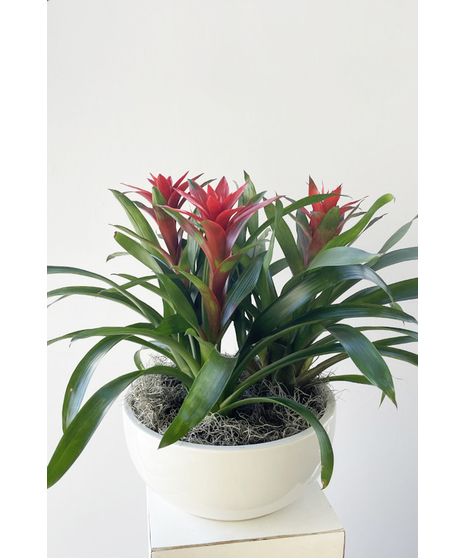 Bromeliad Trio