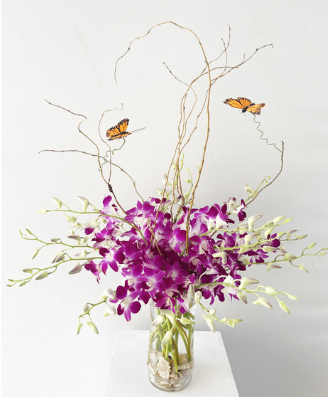 Butterfly Orchids