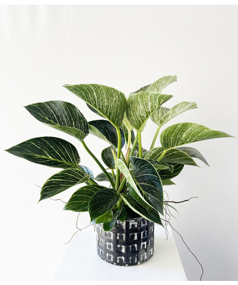 Green Plants