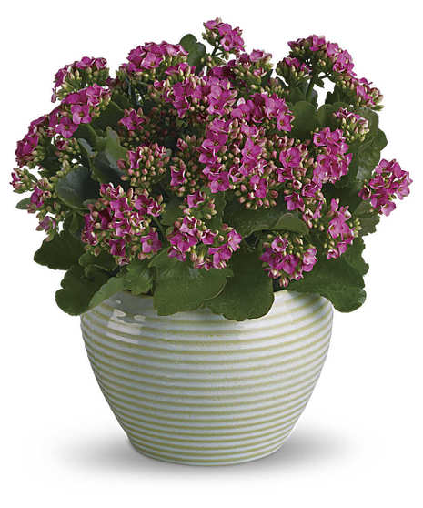 Pink Kalanchoe Plant