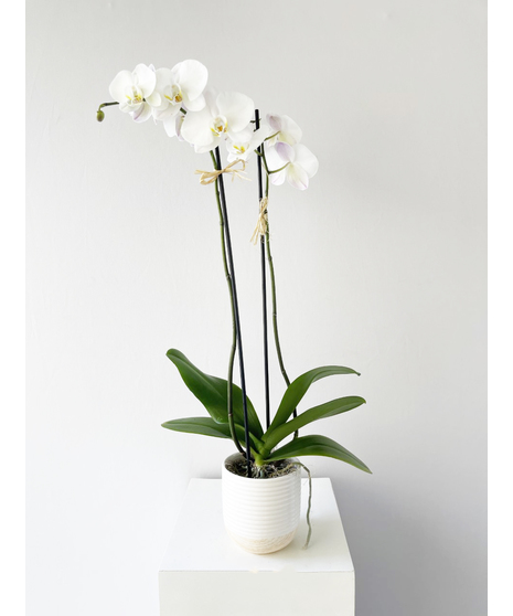 Orchid plant in a glass cube with river rock and moss. 