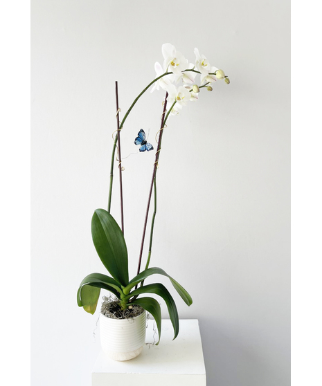 Orchid Plant