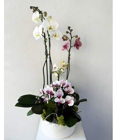 Orchid plants in a beautiful white container accented with rocks. 