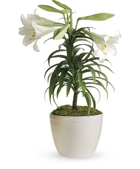 Easter lily plant