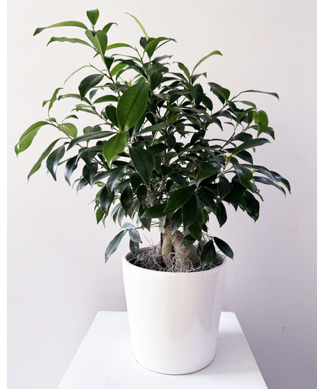 Plants