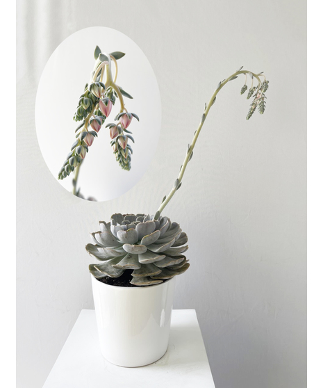 succulent plant in gorgeous container
