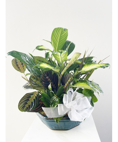 Green Plants